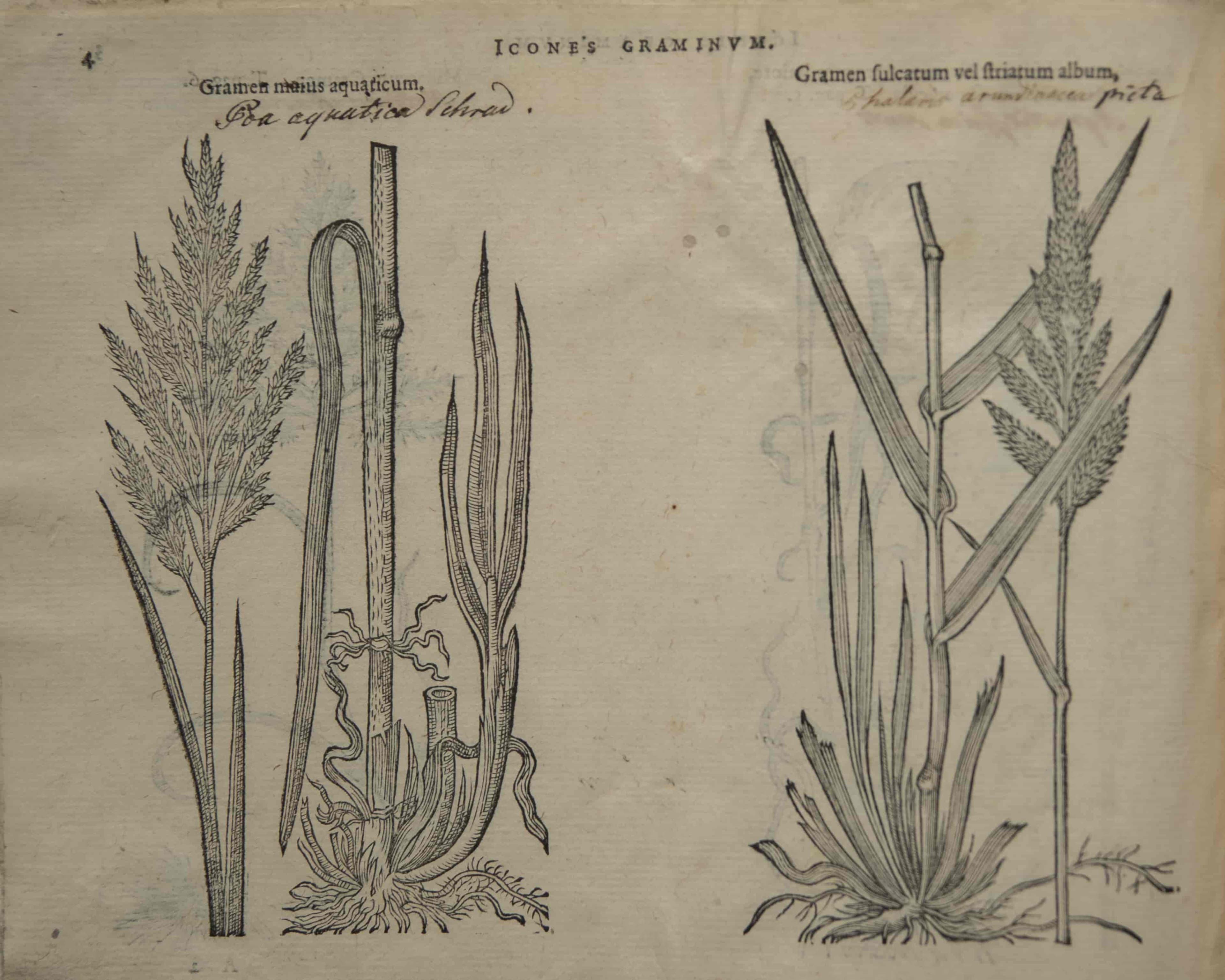 Plantarum seu Stirpium Icones (preface)