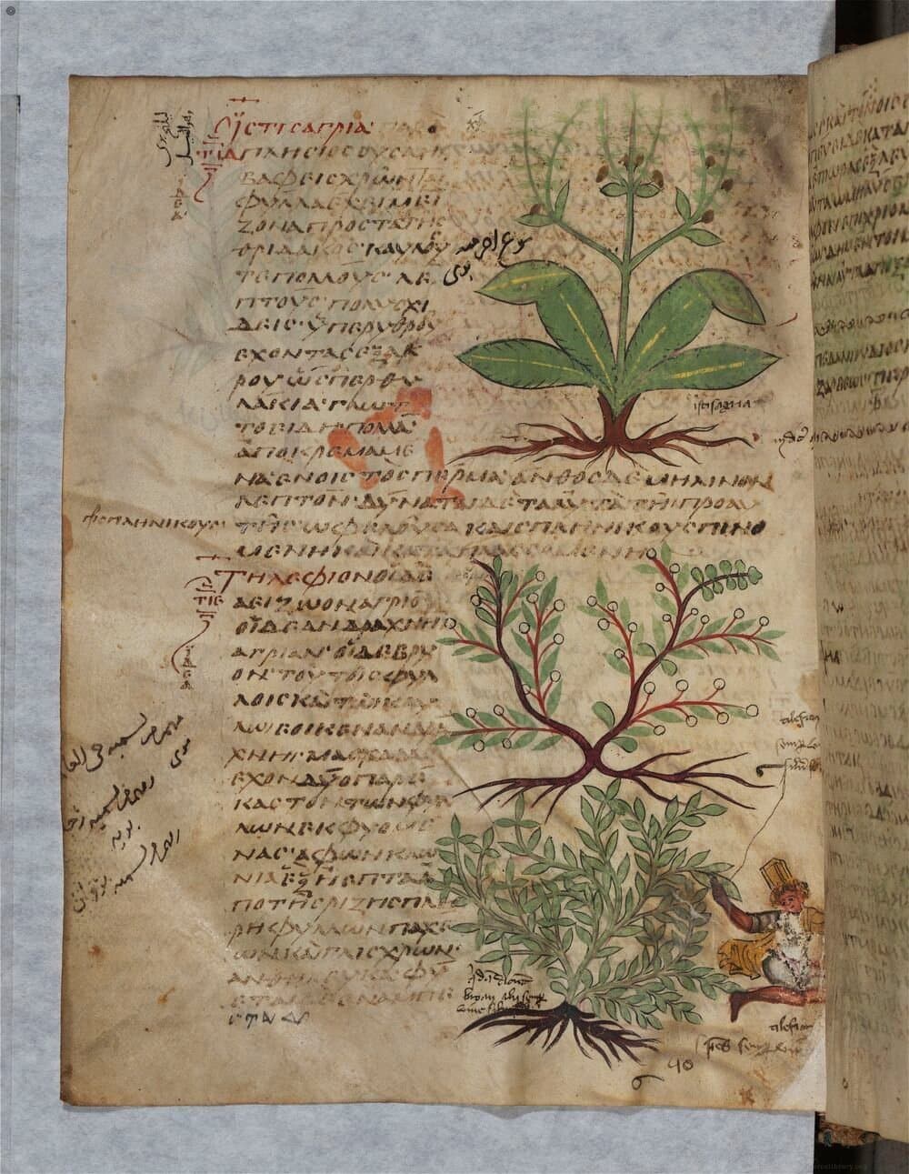 De materia medica (Greek manuscript Grec 2179)