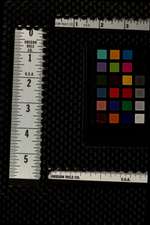 Revelations of Divine Love